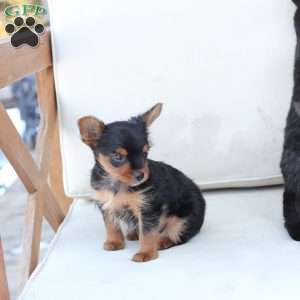 Maverick, Yorkie Puppy