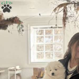 Maverick, Samoyed Puppy