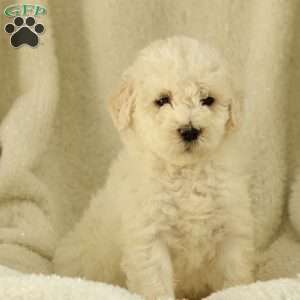 Shiloh ~ F1BB, Labradoodle Puppy