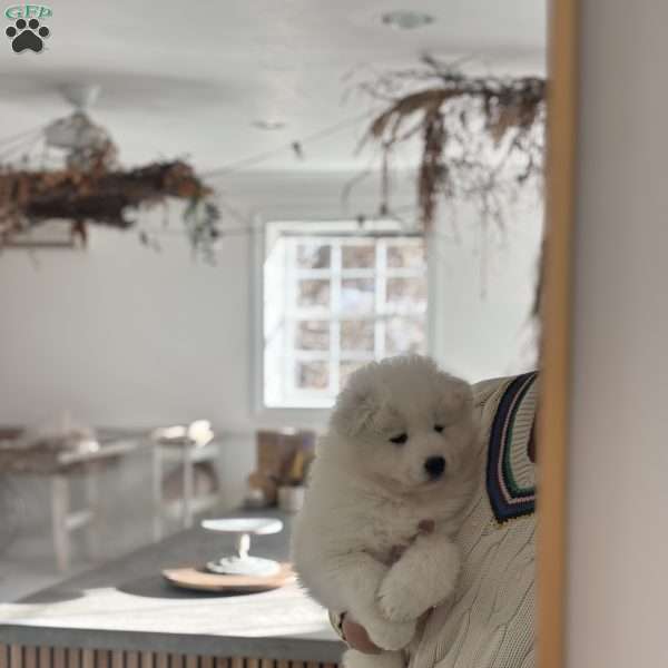 Maverick, Samoyed Puppy