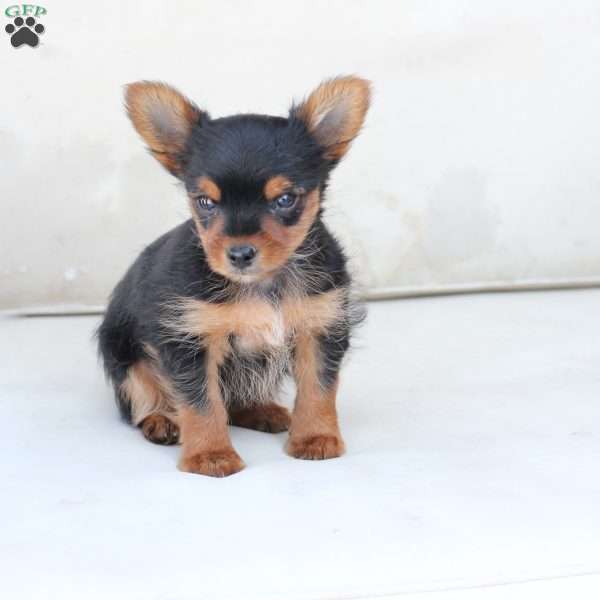 Maverick, Yorkie Puppy