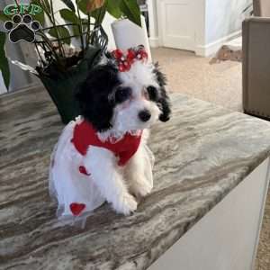 Lolita, Cavapoo Puppy