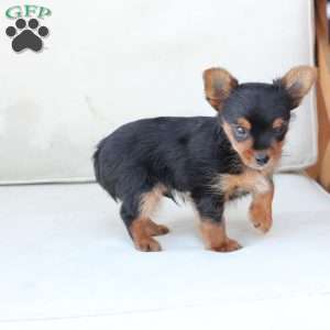 Maverick, Yorkie Puppy