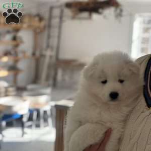 Maverick, Samoyed Puppy