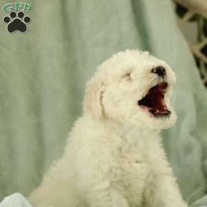 Shiloh ~ F1BB, Labradoodle Puppy