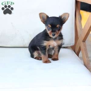 Maverick, Yorkie Puppy