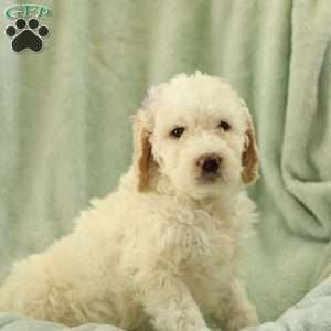 Shelly ~ F1BB, Labradoodle Puppy