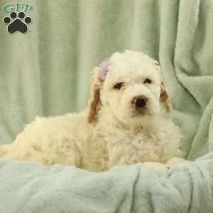 Shelly ~ F1BB, Labradoodle Puppy