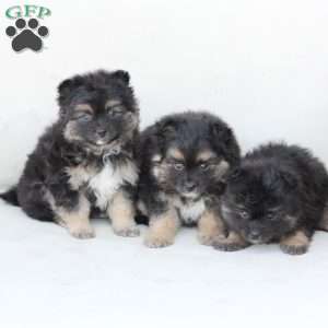 Sophie, Pomeranian Puppy