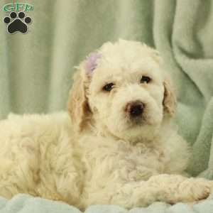 Shelly ~ F1BB, Labradoodle Puppy