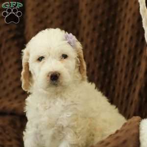 Shelly ~ F1BB, Labradoodle Puppy