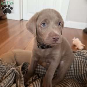 Parker, Silver Labrador Retriever Puppy
