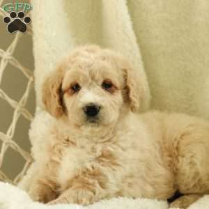 Samson~ F1BB, Labradoodle Puppy