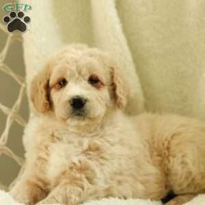 Samson~ F1BB, Labradoodle Puppy
