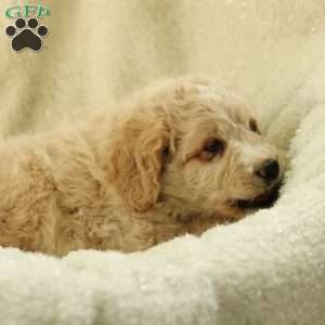 Samson~ F1BB, Labradoodle Puppy