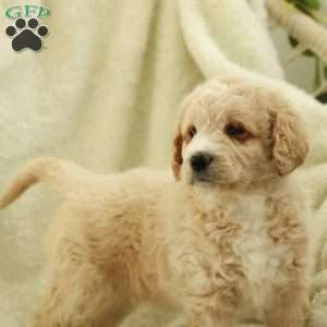 Samson~ F1BB, Labradoodle Puppy