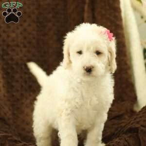 Summer ~ F1BB, Labradoodle Puppy