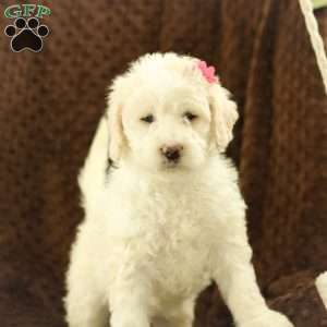 Summer ~ F1BB, Labradoodle Puppy