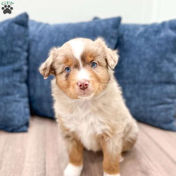 Apple, Miniature Australian Shepherd Puppy