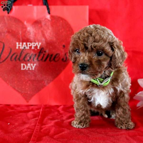 Sawyer, Maltipoo Puppy