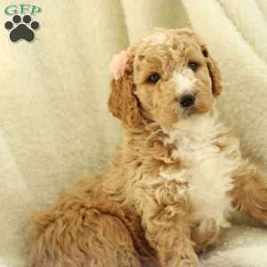 Sheena ~ F1BB, Labradoodle Puppy