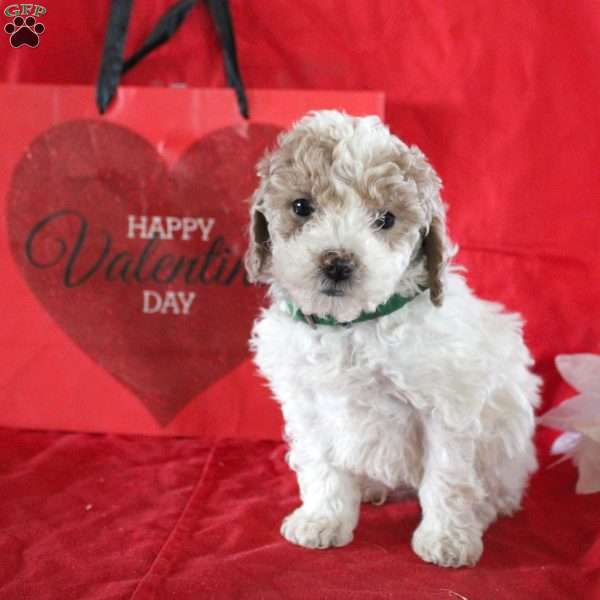 Sidney, Maltipoo Puppy