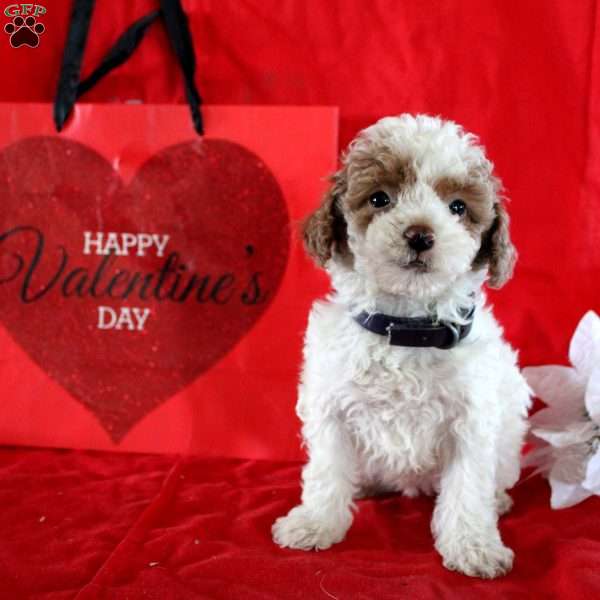 Scarlet, Maltipoo Puppy