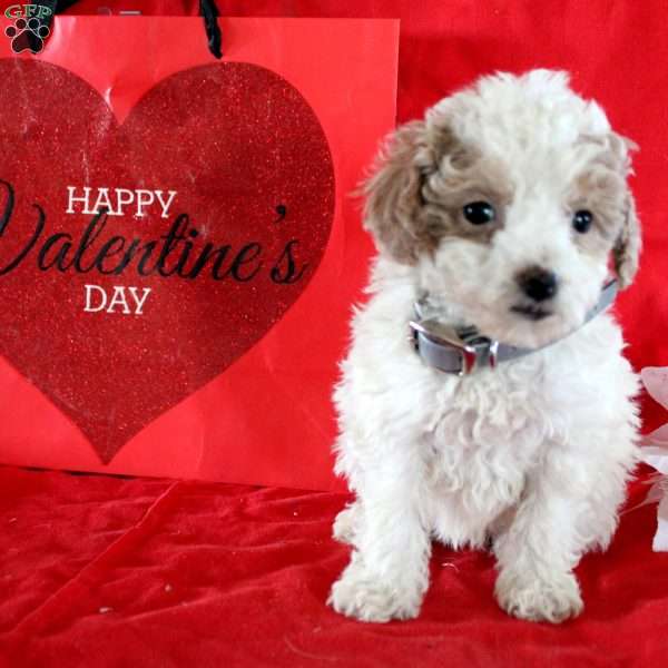 Sakura, Maltipoo Puppy