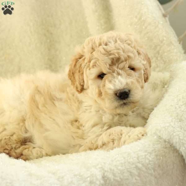 Sebastian ~ F1BB, Labradoodle Puppy