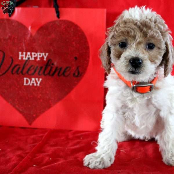 Sapphire, Maltipoo Puppy