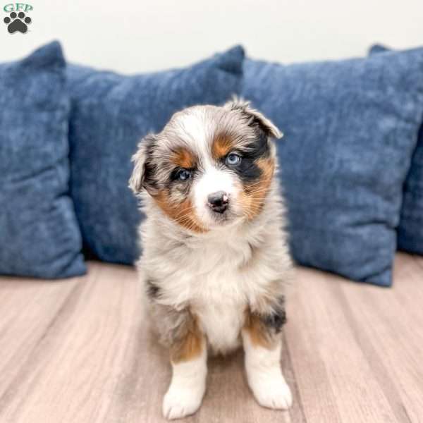 Ashley, Miniature Australian Shepherd Puppy