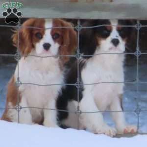 Mistletoe, Cavalier King Charles Spaniel Puppy