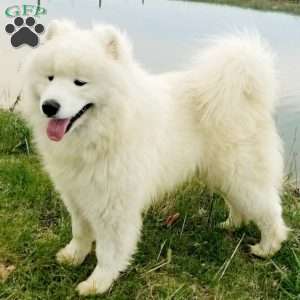 Maverick, Samoyed Puppy