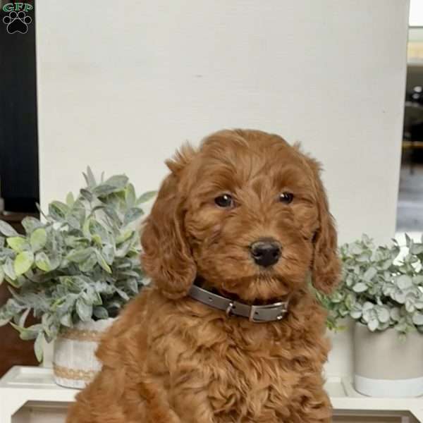 Clover, Mini Labradoodle Puppy