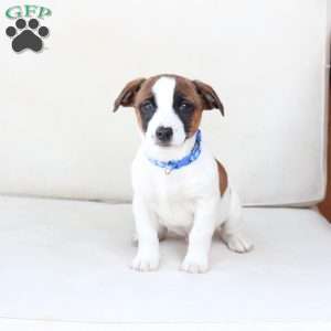 Duke, Jack Russell Terrier Puppy