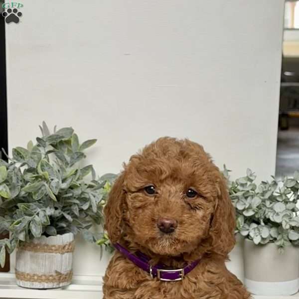 Candy, Mini Labradoodle Puppy