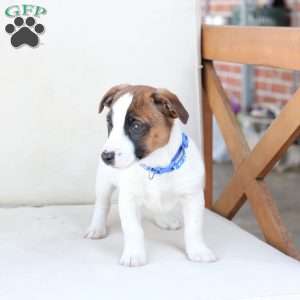 Duke, Jack Russell Terrier Puppy