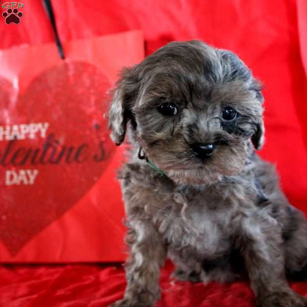 Laura, Cavapoo Puppy