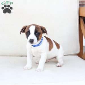 Duke, Jack Russell Terrier Puppy