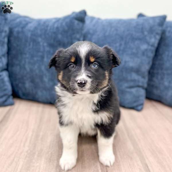 Annie, Miniature Australian Shepherd Puppy