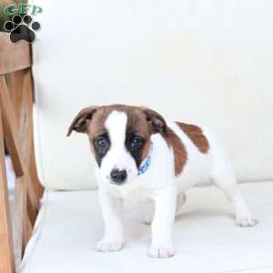 Duke, Jack Russell Terrier Puppy