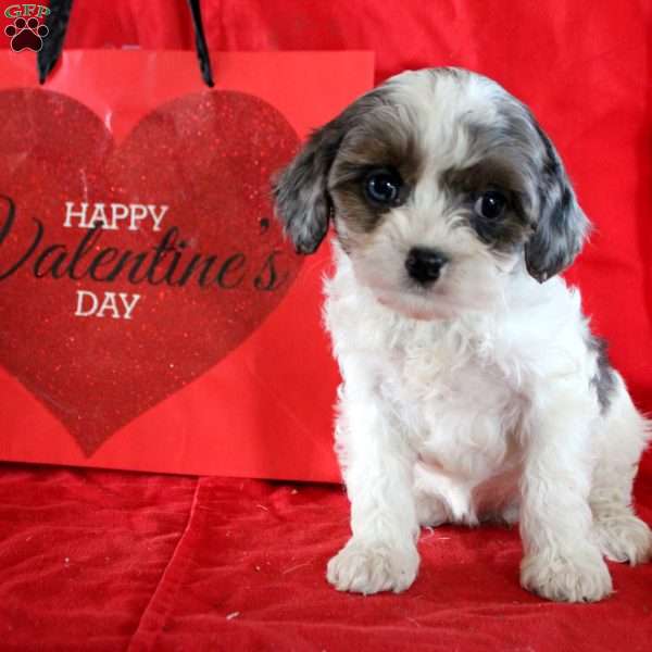 Laney, Cavapoo Puppy