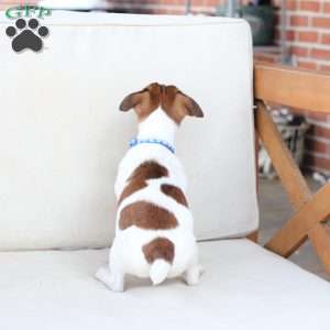 Duke, Jack Russell Terrier Puppy