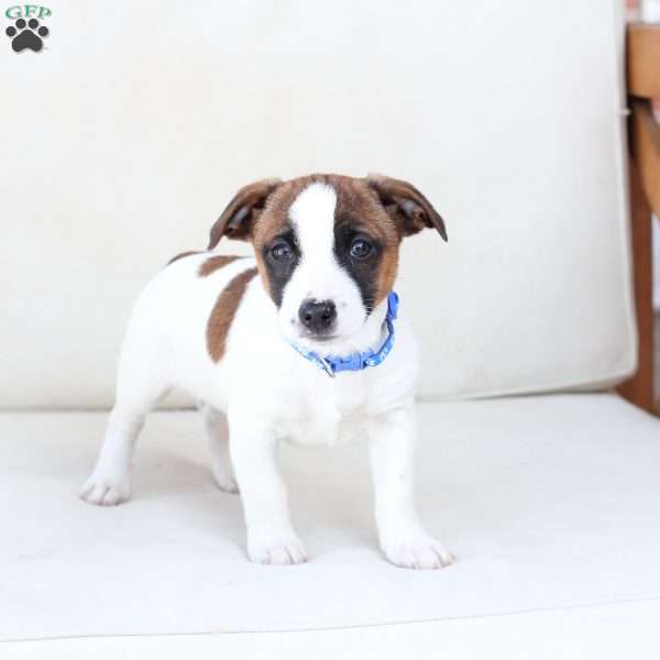 Duke, Jack Russell Terrier Puppy