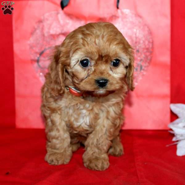Jane, Cavapoo Puppy