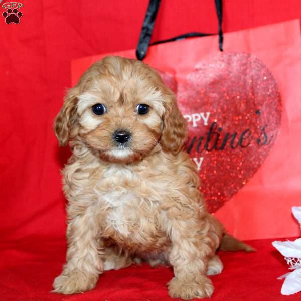 Joy, Cavapoo Puppy