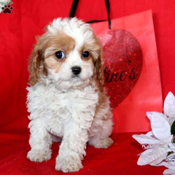Jasper, Cavapoo Puppy
