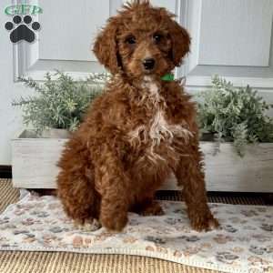 Emma, Goldendoodle Puppy