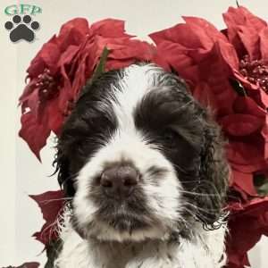 Lilly, Cocker Spaniel Puppy