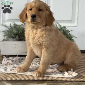 Rosie, Golden Retriever Puppy